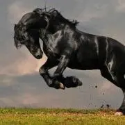 Dobermanの画像