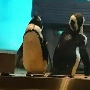 ペンペンの画像