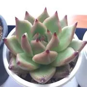 うめの画像