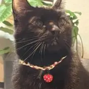 nipoの画像