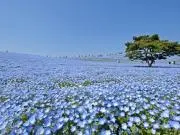 はるこ
