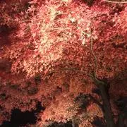 あおじんたん