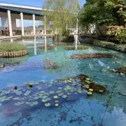 樹