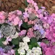 みんと