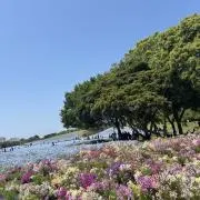 まゆの画像