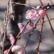 Emiの画像