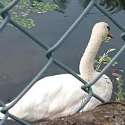 はるかの画像