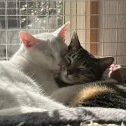 とみぞうの画像