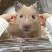 らぴの画像