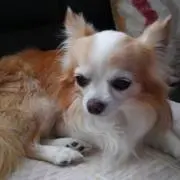 パターちゃん