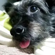 おとのの画像