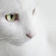 yuto