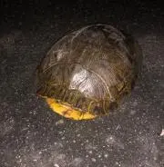 カメ吉の画像