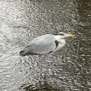 てかえあ