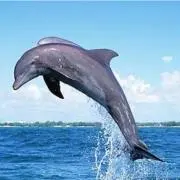 Kohamaの画像