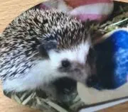 とげちゃんの画像