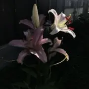 るの画像
