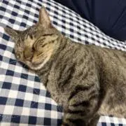 さかなの画像