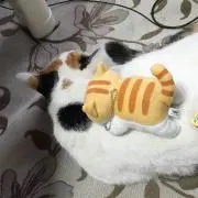 みっちい