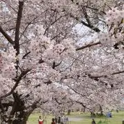 R☆の画像