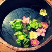 ちゃむの画像