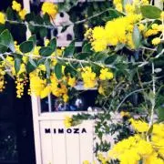 ミモザ