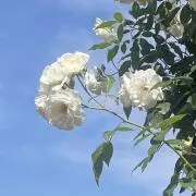 らいらの画像