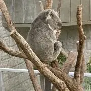タケチヨの画像