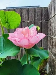 かゆの画像
