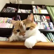きぃこ