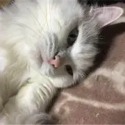 ヤキタゴの画像