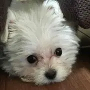 かなの画像