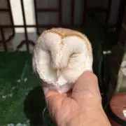 こけしの画像