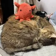 mo_chan