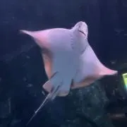 まぁちゃん