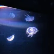 je11yfi2h_328の画像