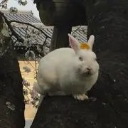 フクロウの画像