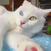 miの画像