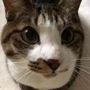 ふにゃんぷーる
