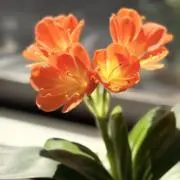 もみじの画像