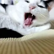 とまくんの画像