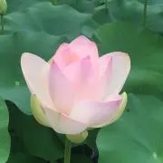 水平利佳の画像