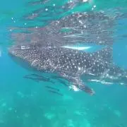 ハウリアの画像