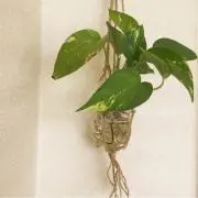 yoriの画像