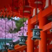 まんちゅうの画像