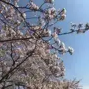 ダイズの画像