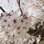 さくら
