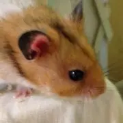 はーとん