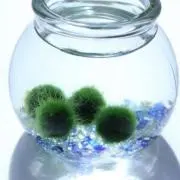 まるもの画像