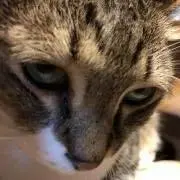 Kokoの画像